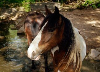 Los caballos, animales tan nobles y cercanos, a la vez tan abusados Los caballos, animales tan nobles y cercanos, a la vez tan abusados
