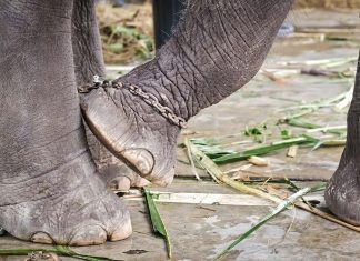 La violencia hacia los animales sigue su camino hasta repercutir en toda la sociedad La violencia hacia los animales sigue su camino hasta repercutir en toda la sociedad
