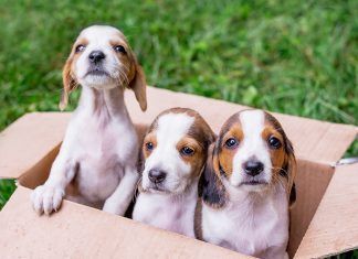 Visibilidad para los animales invisibles Visibilidad para los animales invisibles