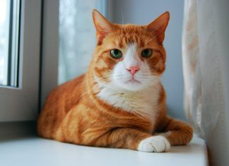 El bienestar de nuestros gatos gatos bienestar