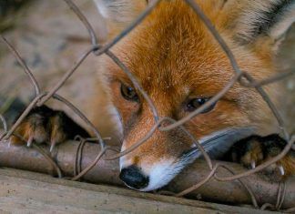 Derecho Animal: ¿Se encuentran los animales protegidos por la ley? Sondeo general del Derecho Animal: ¿Se encuentran los animales (y cuáles) protegidos por la ley estatal?