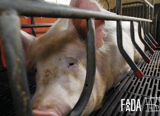 Acabar con la cría de animales en jaula Acabar con la cría de animales en jaula