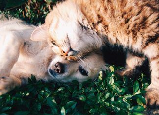 El gobierno francés otorgará a gatos y perros los derechos de un ser vivo El gobierno francés otorgará a gatos y perros los derechos de un ser vivo