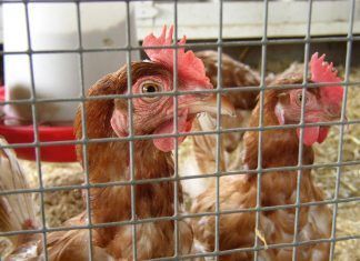 Huevos: el precio que paga la gallina es demasiado alto huevos gallinas