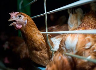 El número de gallinas enjauladas desciende en tres millones en España El número de gallinas enjauladas desciende en tres millones en España