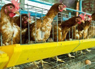 Falsos mitos sobre el consumo de huevos y alternativas veganas Falsos mitos sobre el consumo de huevos y alternativas veganas