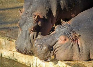 La situación de los parques zoológicos en España La situación de los parques zoológicos en España