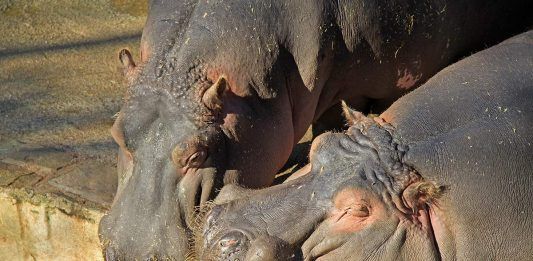La situación de los parques zoológicos en España