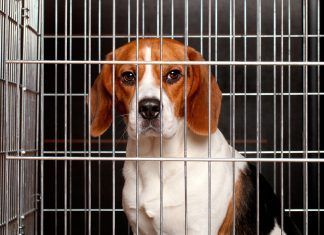 Hacia la abolición de la compraventa de animales Hacia la abolición de la compra venta de animales
