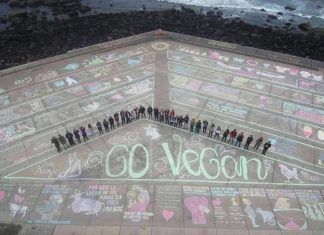 Gran Canaria impulsa el Vegan Chalking Night por todo el mundo Gran Canaria impulsa el Vegan Chalking Night por todo el mundo