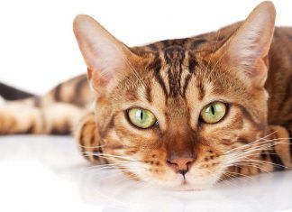 El bienestar de nuestros gatos