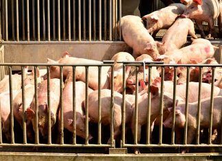 La UE financia con 3,6 millones de euros una campaña a favor del consumo de carne roja La ganadería deja sediento al planeta