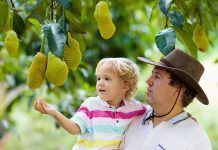 Jackfruit, alimento útil, pero no proteico Jackfruit, alimento útil, pero no proteico