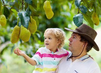 Jackfruit, alimento útil, pero no proteico Jackfruit, alimento útil, pero no proteico