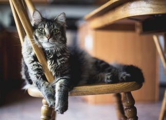 Conocer las etapas del gato para respetarlo y mejorar la convivencia