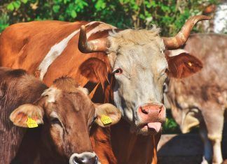 Opinión sobre la COP25: Coger el toro por los cuernos. Por David Román Coger el toro por los cuernos. Por David Román.