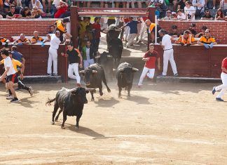Los correbous regresan a la agenda política del Parlamento de Cataluña Los correbous regresan a la agenda política del Parlamento de Cataluña
