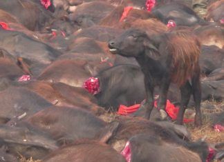 Igualdad Animal recoge firmas para detener la masacre de Gadhimai Igualdad Animal recoge firmas para detener la masacre de Gadhimai
