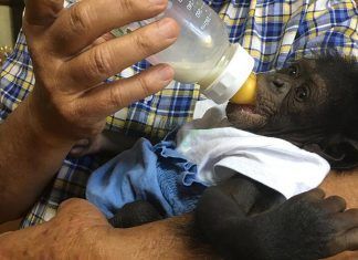 InfoZOOS alerta de las malas prácticas de tres zoos en Andalucía InfoZOOS alerta de las malas prácticas de tres zoos en Andalucía
