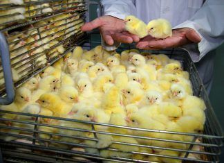 «Si un bebé engordase al ritmo de un pollo, en 2 meses pesaría 300 kilos» Salmón, atún, pollo: alimentos normalizados entre los 'healthiers', pero fruto de extrema crueldad