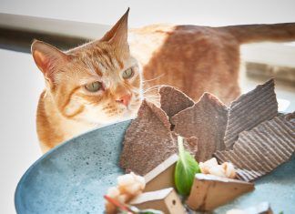 Romeow Cat Bistrot: Disfrutar comiendo entre gatos en Roma Disfrutar comiendo entre gatos en Roma
