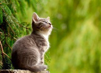 Escoger el gato apropiado según su naturaleza y nuestro estilo de vida Escoger el gato apropiado según su naturaleza y nuestro estilo de vida