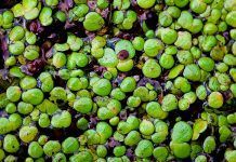 Una startup estadounidense descubre vitamina B12 en las lentejas de agua Una startup estadounidense descubre vitamina B12 en las lentejas de agua