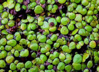 Una startup estadounidense descubre vitamina B12 en las lentejas de agua Una startup estadounidense descubre vitamina B12 en las lentejas de agua