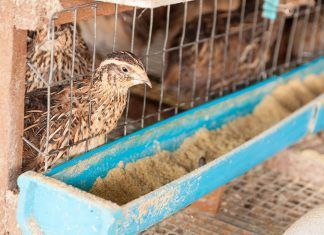 Filipinas: brote de gripe aviar en medio de la pandemia de coronavirus Codornices en granja