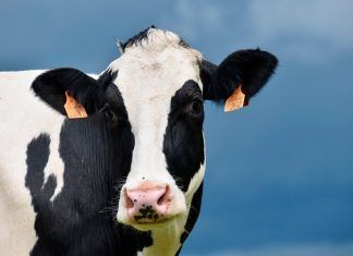 ¿Qué hay detrás de la leche? ¿Qué hay detrás de la leche?