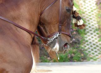 Hacia el fin del uso de animales en cabalgatas y desfiles Hacia el fin del uso de animales en cabalgatas y desfiles