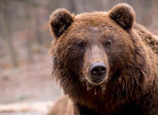 China utiliza la bilis de oso para tratar la COVID-19 China utiliza la bilis de oso para tratar la COVID-19
