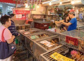El virus del COVID-19 puede enseñarnos a replantear el consumo y la explotación de los animales El virus del COVID-19 puede enseñarnos a replantear el consumo y la explotación de los animales