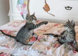 Los gatos positivos por inmunodeficiencia tienen derecho a una vida digna Los gatos positivos por inmunodeficiencia tienen derecho a una vida digna