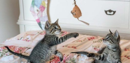Los gatos positivos por inmunodeficiencia tienen derecho a una vida digna