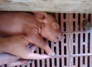 Los daños colaterales de la COVID-19 sobre los animales destinados al consumo Los daños colaterales de la COVID-19 sobre los animales destinados al consumo