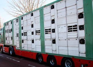 El sufrimiento de los animales durante el transporte de larga distancia a juicio en la Unión Europea El sufrimiento de los animales durante el transporte de larga distancia a juicio en la Unión Europea