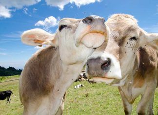 Vacas y vacunas Vacas y vacunas