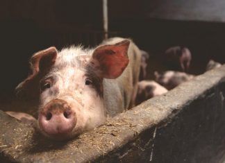 El consumo de carne es el principal causante del calentamiento global El consumo de carne es el principal causante del calentamiento global