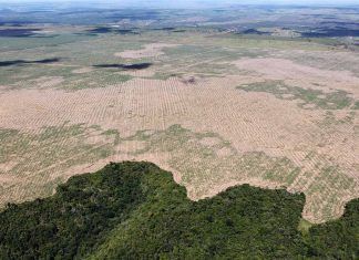 Los principales inversores abandonan al gigante brasileño de la carne JBS por estar vinculado a la deforestación del Amazonas Los principales inversores abandonan al gigante brasileño de la carne JBS