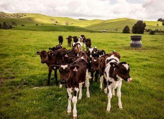 Nueva Zelanda: Los institutos informarán sobre alternativas a la carne y los lácteos Nueva Zelanda: Los institutos darán información sobre alternativas a la carne y los lácteos