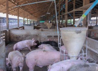 Ganadería y antibióticos antibióticos en la ganadería