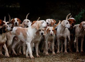 Los perros utilizados para la caza no pueden ser excluidos de la normativa de bienestar animal bienestar animal