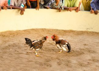 Peleas de gallos: el lucrativo negocio del maltrato animal Las peleas de gallos son un negocio lucrativo en España