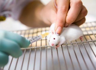 Experimentación en animales: ¿es realmente la solución a la pandemia que vivimos? ¿La experimentación con animales es la solución?