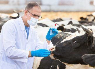 Million Dollar Vegan: ¿por qué pasarse a una alimentación a base de plantas? Million Dollar Vegan: ¿por qué pasarse a una alimentación a base de plantas?