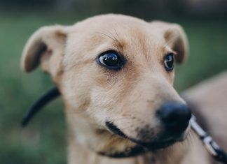 Desde hoy los animales de compañía son jurídicamente miembros de la familia animales de compañia miembros de familia