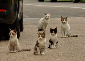 Cómo gestionar ética y eficazmente las colonias de gatos Cómo gestionar ética y eficazmente las colonias de gatos