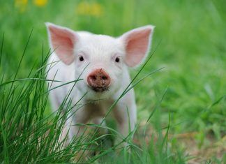 PETA, la organización de derechos de los animales más grande del mundo