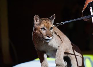 Pongamos fin al sufrimiento en los circos